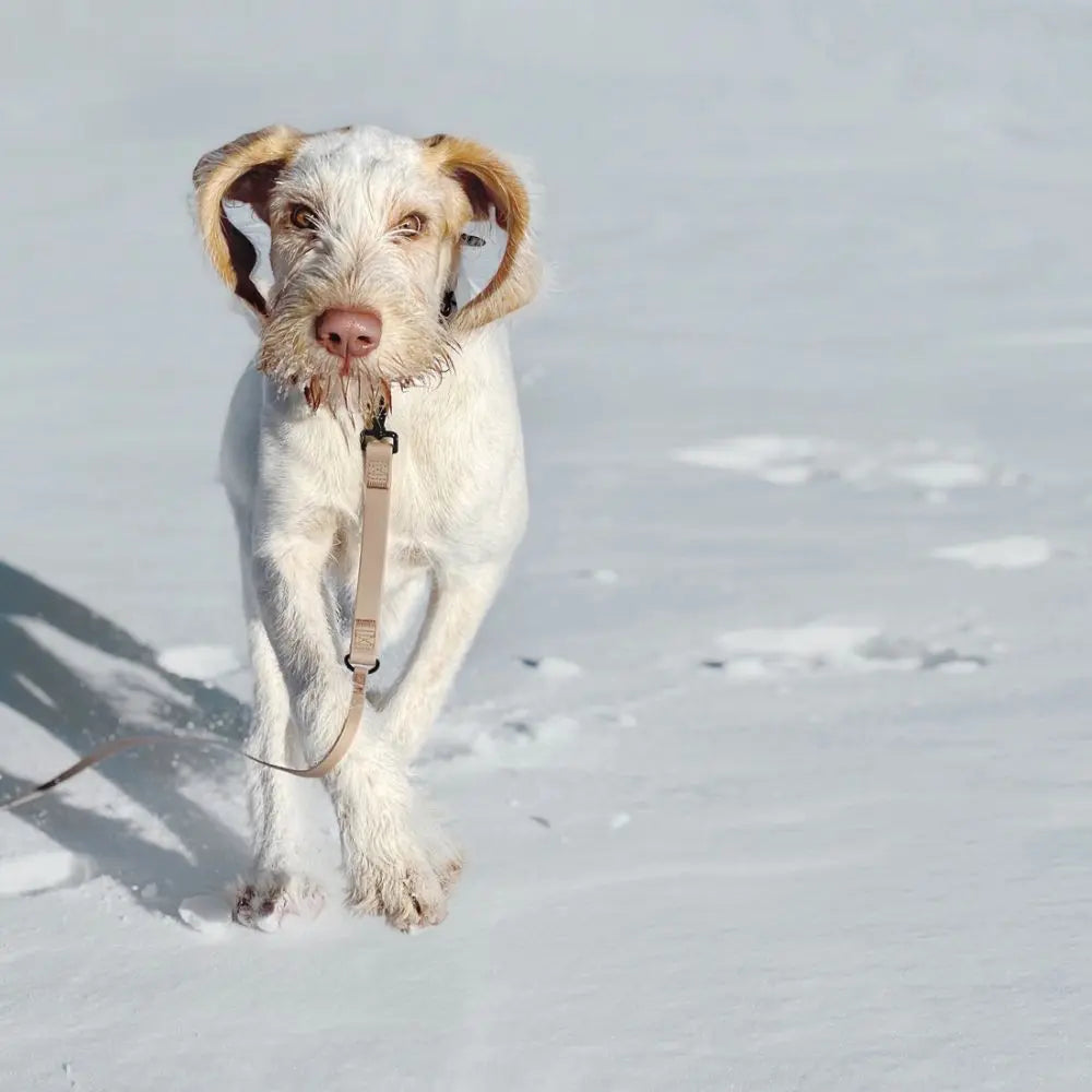 Tipps-für-ein-sicheres-und-glückliches-Training Puplando
