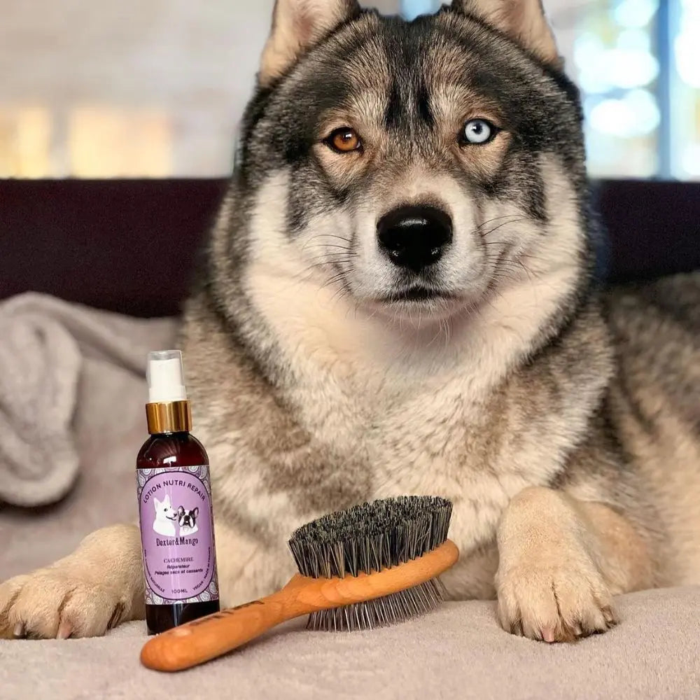 Dexter & Mango Puplando