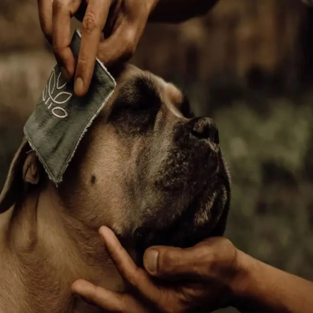 Hochwertige Hundepflege und Kosmetik für deinen treuen Begleiter Puplando