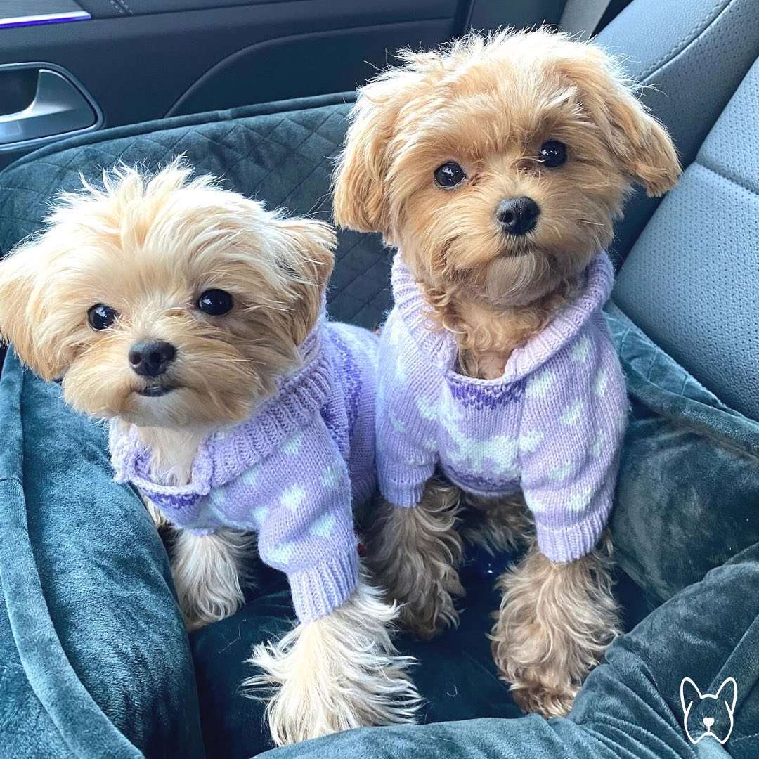 Dunkelgraues Hundeautositzbett - Nandog Pet Gear - Puplando