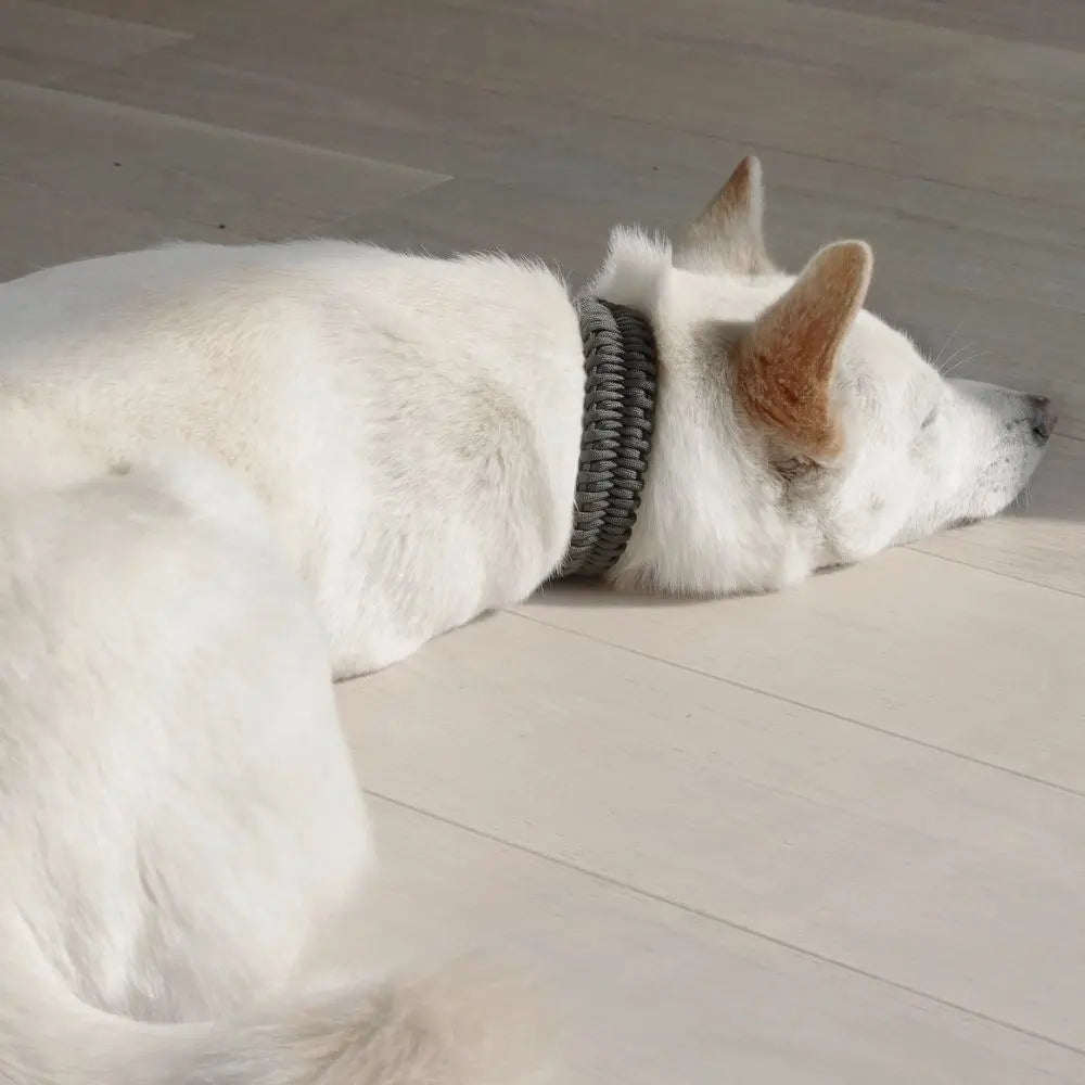 Fossil Halsband Dunklegrün - Lambwolf Collective Lambwolf Collective