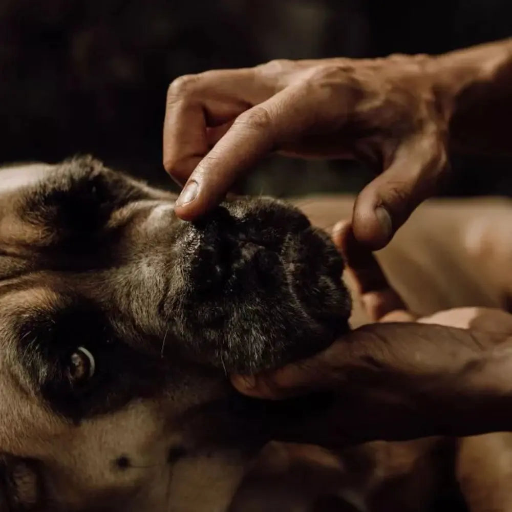 Pfoten Pflegebalsam für Hunde - Nellumbo - Puplando