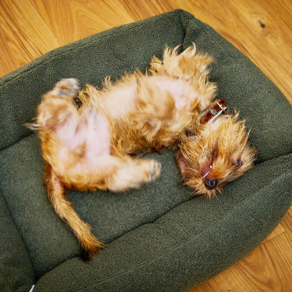 Teddy orthopädisches Hundebett Grün - Laboni Laboni