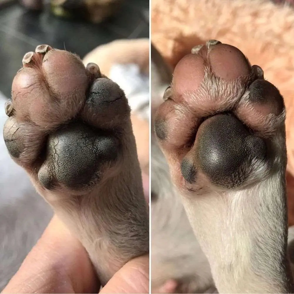 Weiche Paws Hundebalsam - Dexter & Mango - Puplando