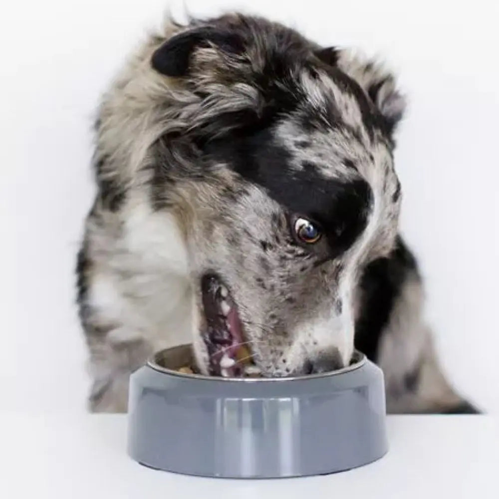 YOOMY Hundenapf in Grau - Inooko Inooko